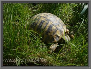 Testudo hermanni hermanni (westliche Rasse)