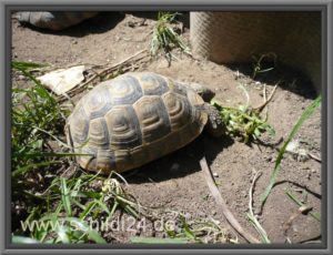 Testudo graeca graeca (westliche Rasse)