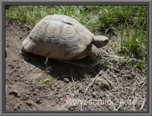 Testudo hermanni boettgeri (östliche Rasse)