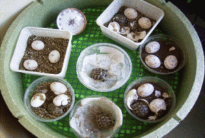 Schildkröten schlüpfen aus dem Ei