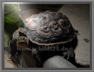 Wasserschildkröten