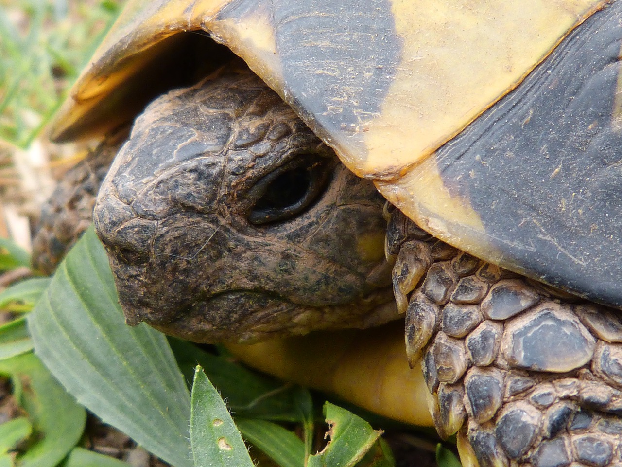 Wie alt werden Schildkröten?