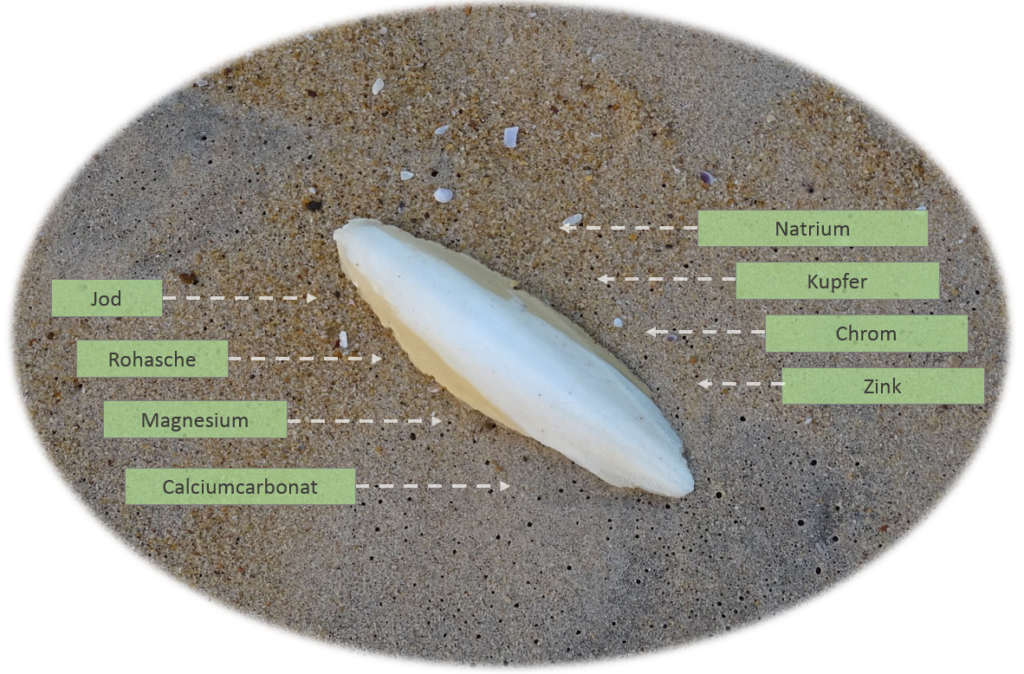 Inhaltsstoffe der Sepiaschale