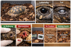 Anzeichen für den Tot einer Schildkröte